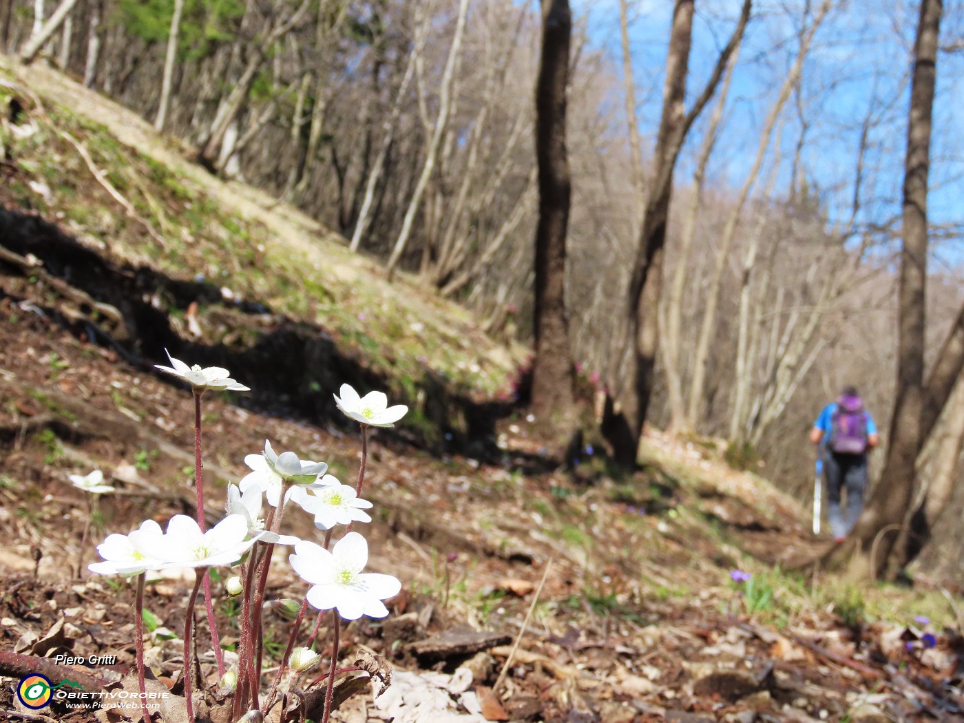 41 Anemoides nemorosa - Anemone dei boschi.JPG